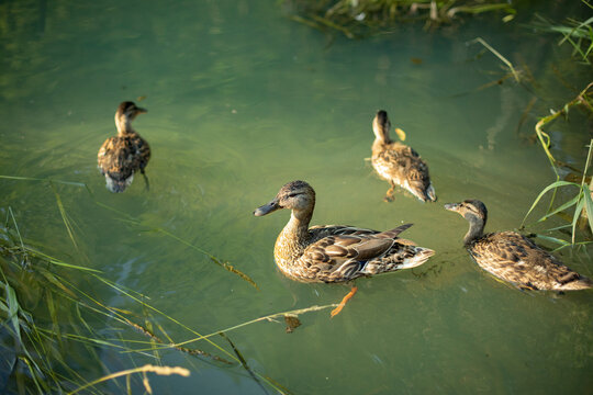 Ducks in the river. Ducks swim on the water.