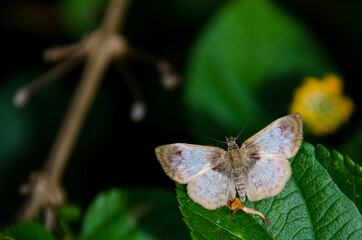 butterfly on leaf