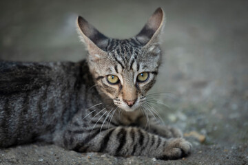 playful striped gray kitty relaxing on the ground, with ears towards back