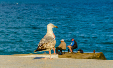 A seagull on the background of the sea and fishermen.