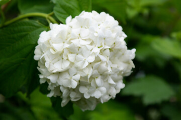 White flowers balls Hydrangea arborescens close up on blurred background