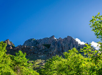 The lion stands on the grass and looks carefully.