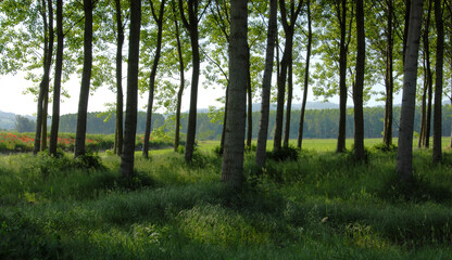 Obraz premium A birch forest in Piedmont in the period of poppies