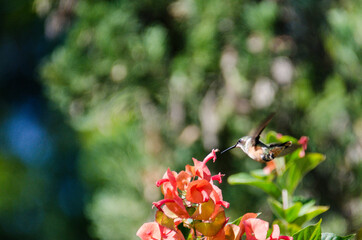 hummingbird on a flower

