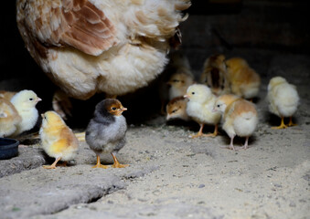 Newborn chickens and a mother chicken peck at the food on hen house in farm pattern background . Concept of raising chickens on a poultry farm, Easter.