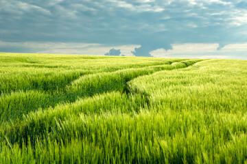 Green barley field on a hillock and cloudy sky