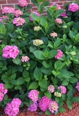 pink flowers in the garden