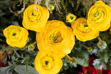 Persian buttercups. Blooming buttercups. Yellow flowers. Flowering herbaceous plants. Ranunculus