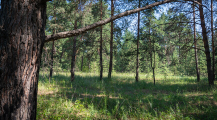 Sunny clearing in a pine forest