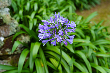 Agapanthus praecox