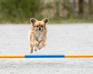 Tibetan Spaniel jumps over an agility hurdle on a dog agility course