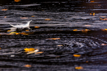 Autumn river in Muonio, Lapland, northern Finland