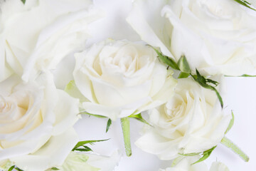 Beautiful flying white roses flowers in water background, creative floral layout, horizontal.