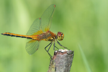 A closeup shot of a female yellow-winged darter (Sympetrum flaveolum) sitting on a stick