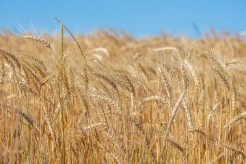yellow wheat field and blue sky