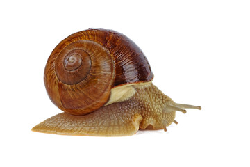 One grape snail isolated on a white background