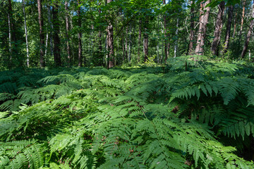 Thickets of ferns in a dense forest
