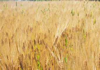 Wheat field. Candid.