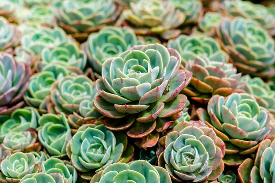 Echeveria Secunda Elegans