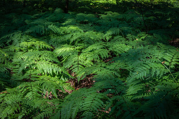 Dense thickets of ferns for the background