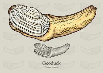 Geoduck. Vector illustration with refined details and optimized stroke that allows the image to be used in small sizes (in packaging design, decoration, educational graphics, etc.)