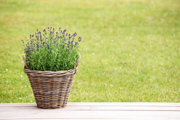 basket with flowers. woven pot of lavender outside in the garden. Lavender flowers in the pot outside in summer. Copy space