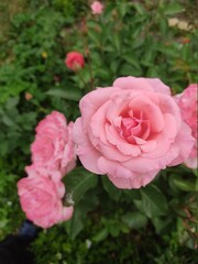 Delicate rose petals on a background of green leaves.