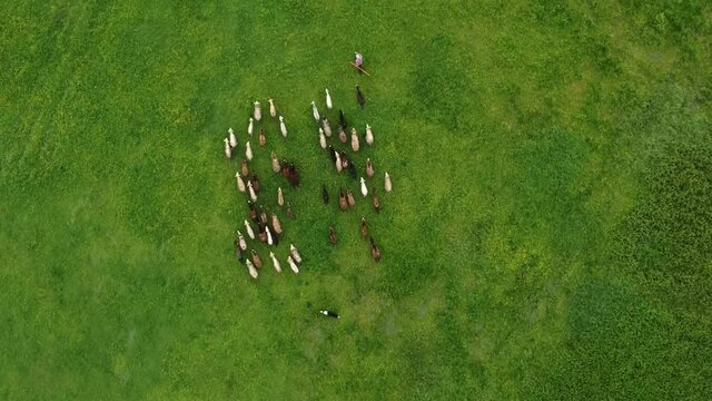 sheep getting herded by working sheep dog boeder collie, birds eye view.