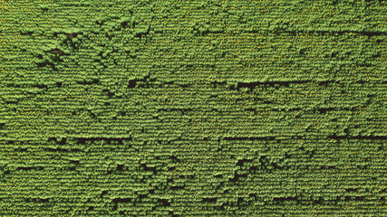 Aerial photography abstract image of a field with sunflowers