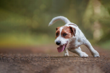 Jack russell terrier among the woods, beautiful colors and blurred background