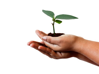 natural environment, earth day concept. Growing plant in Kids hands over white background
