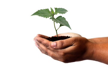 Fototapeta na wymiar Hand and plant isolated on white background nature and care