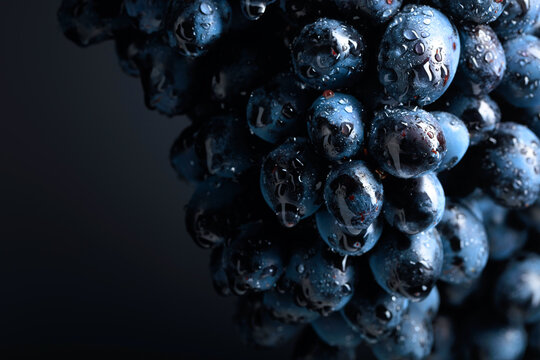 Wet dark blue grapes on a black background.