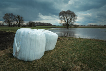 Hay bales in white foil in a meadow and cloudy sky