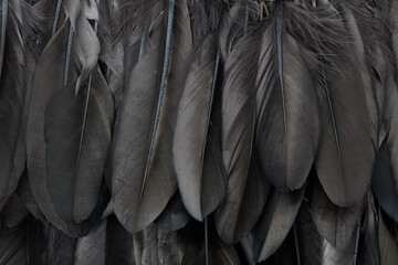 Black bird feathers texture background
