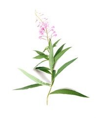Fireweed, Rosebay Willowherb isolated on white background. Willow-herb isolated on white background. Medicinal plant. Blooming sally