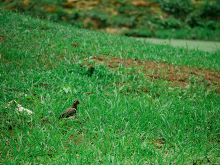 Myna bird walking at natural green field around lake side.