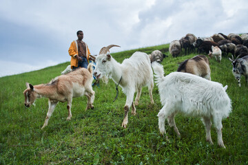 Father and son having fun with the goats at the meadow during the rainy day