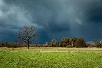 Tree on the meadow and rain storm