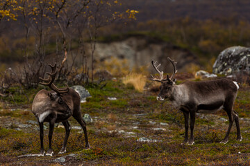 Reindeers in Autumn in Lapland, Northern Finland. Europe