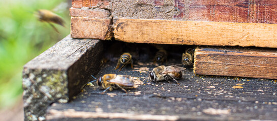 bees in the hive
