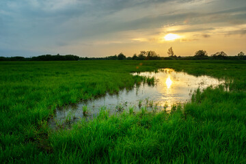 Water in the meadow with green grass and sunset