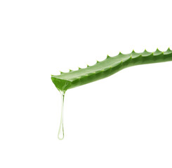 Leaf of aloe plant with water drop on white background