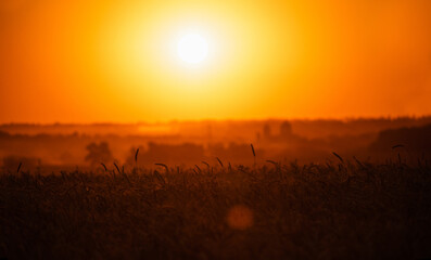 Silhouette of ears of wheat in a field at sunset