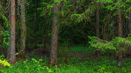 the edge of a dark spruce forest on a cloudy summer evening