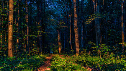 country road in deciduous forest on a clear summer evening