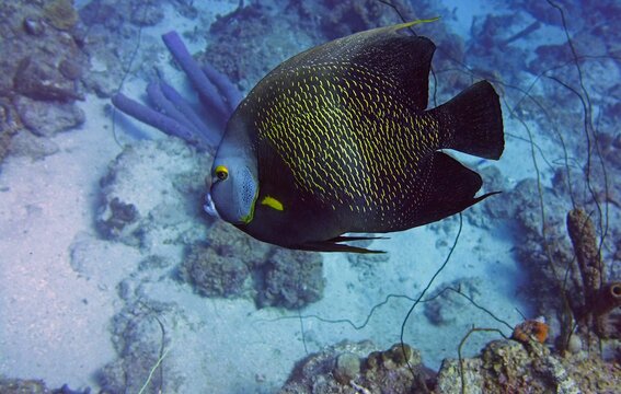 Underwater photography closeup of a blue and yellow ray-finned fish Pomacanthus paru swimming in a natural environment