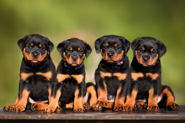 four rottweiler puppies sitting together in a row outdoors in summer