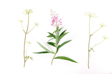 Fototapeta na wymiar Fireweed, Rosebay Willowherb isolated on white background. Willow-herb isolated on white background. Medicinal plant. Blooming sally