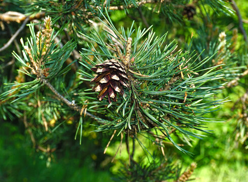 Waldkiefer, Pinus sylvestris, Scots pine